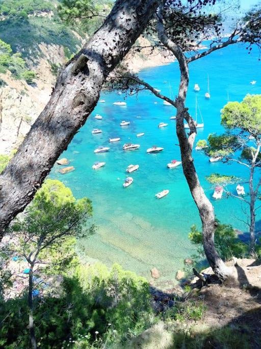 Bonic Al Centre * Blanes