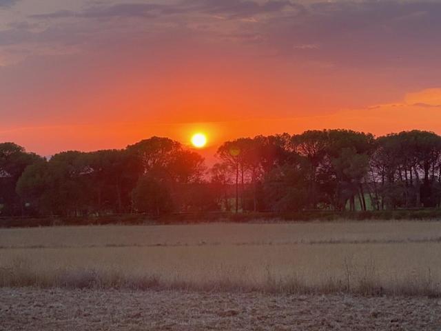 Massanet * Llagostera
