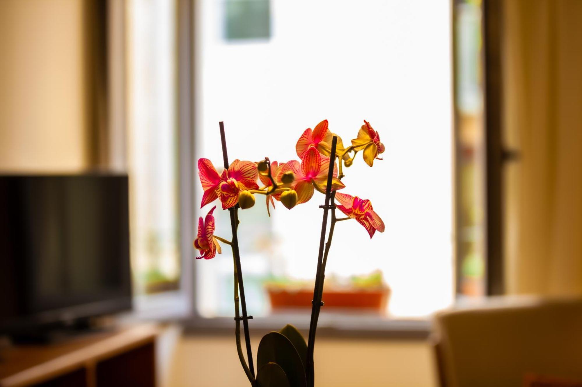 Apartment Nou3 *