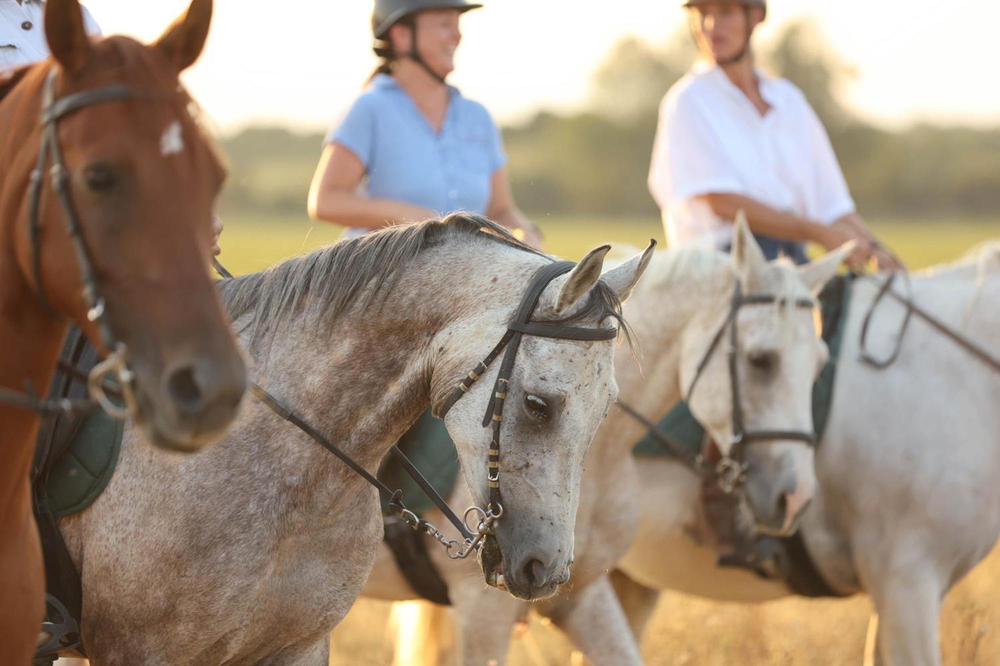 Cal Robusto, In Masia With Horses * Siurana (Alt Emporda)
