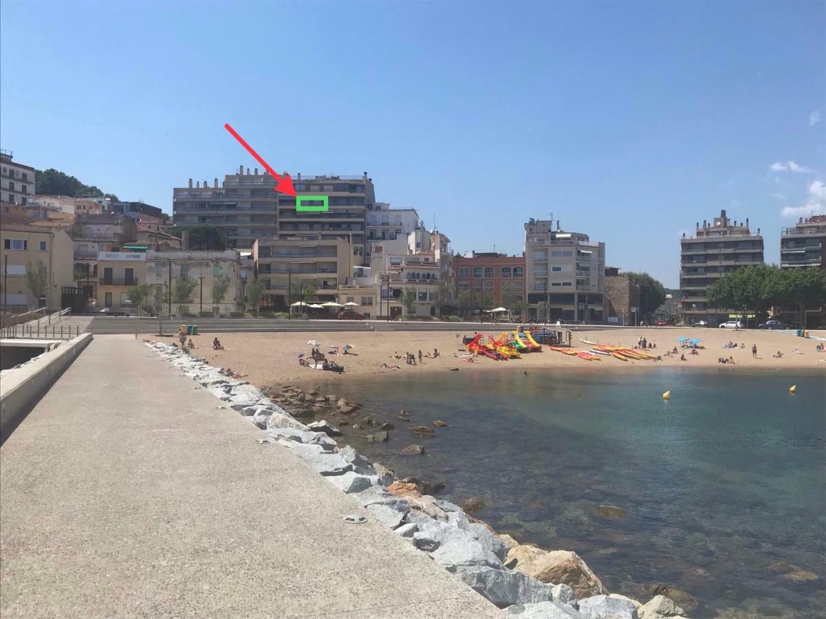 Elm Sant Feliu de Guíxols