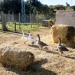 Els Masos d\'en Coll
