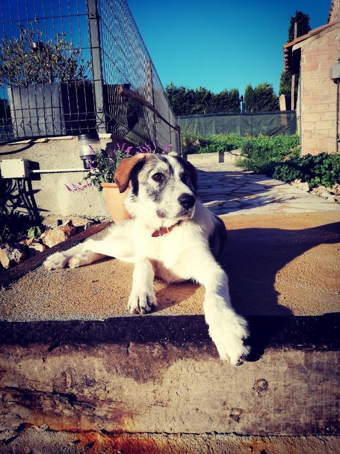Mas Del Llop Blanc - Dog Friendly Rural - 3* Sobrestany