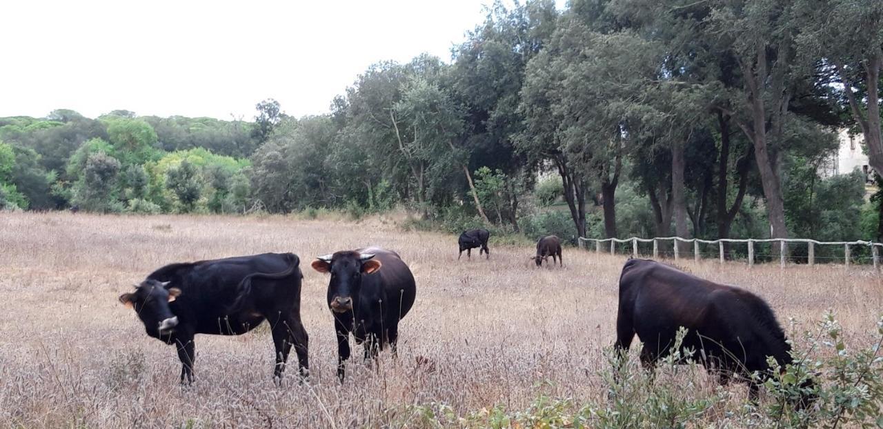 Masoveria Del Mas Plaja De Fitor Casa rural