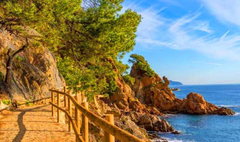 Pins Tordus Blanes