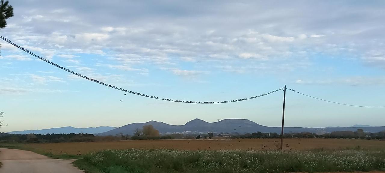 Happy Nest In Village Pals