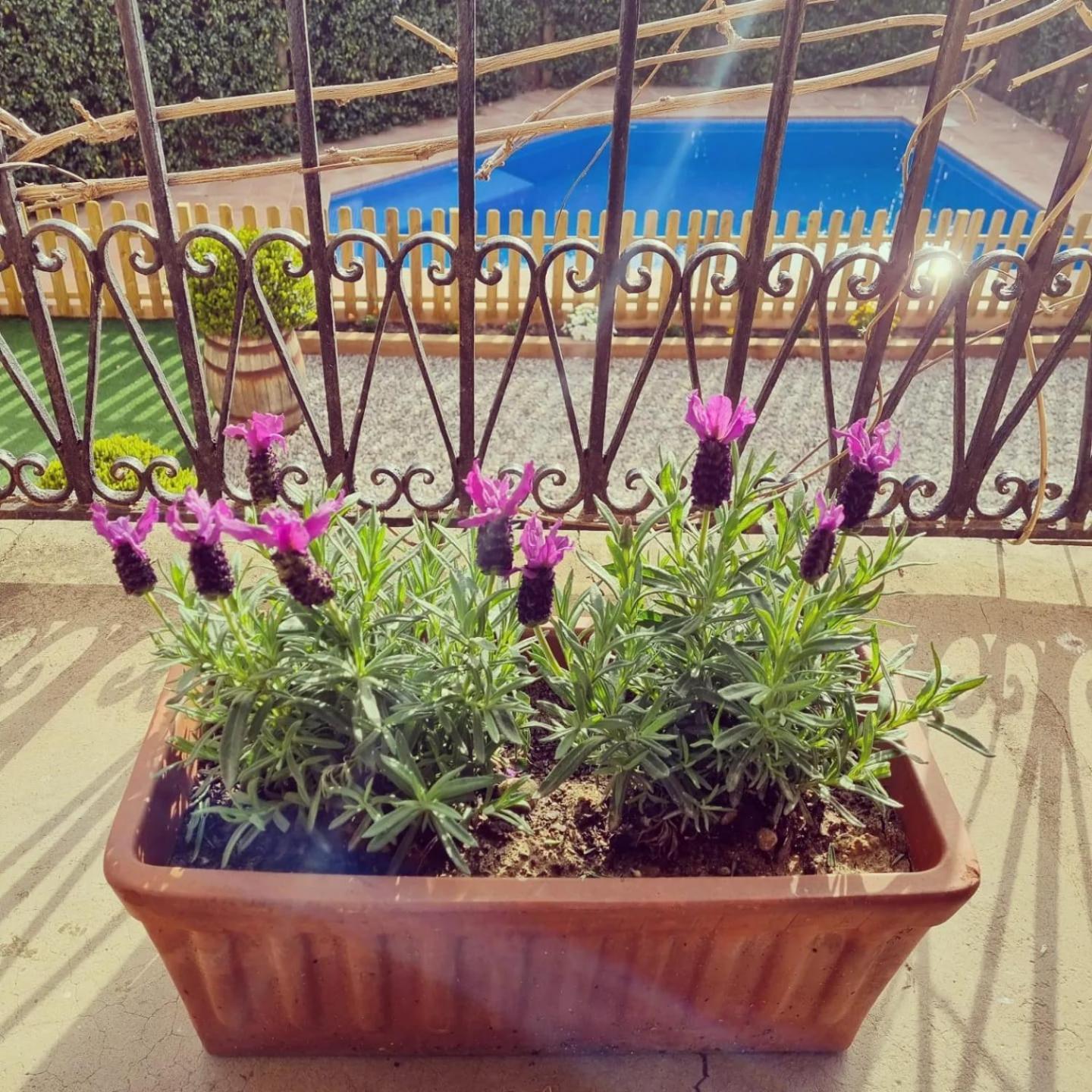 Casa Con Piscina Privada En Gualta, Blay Villa