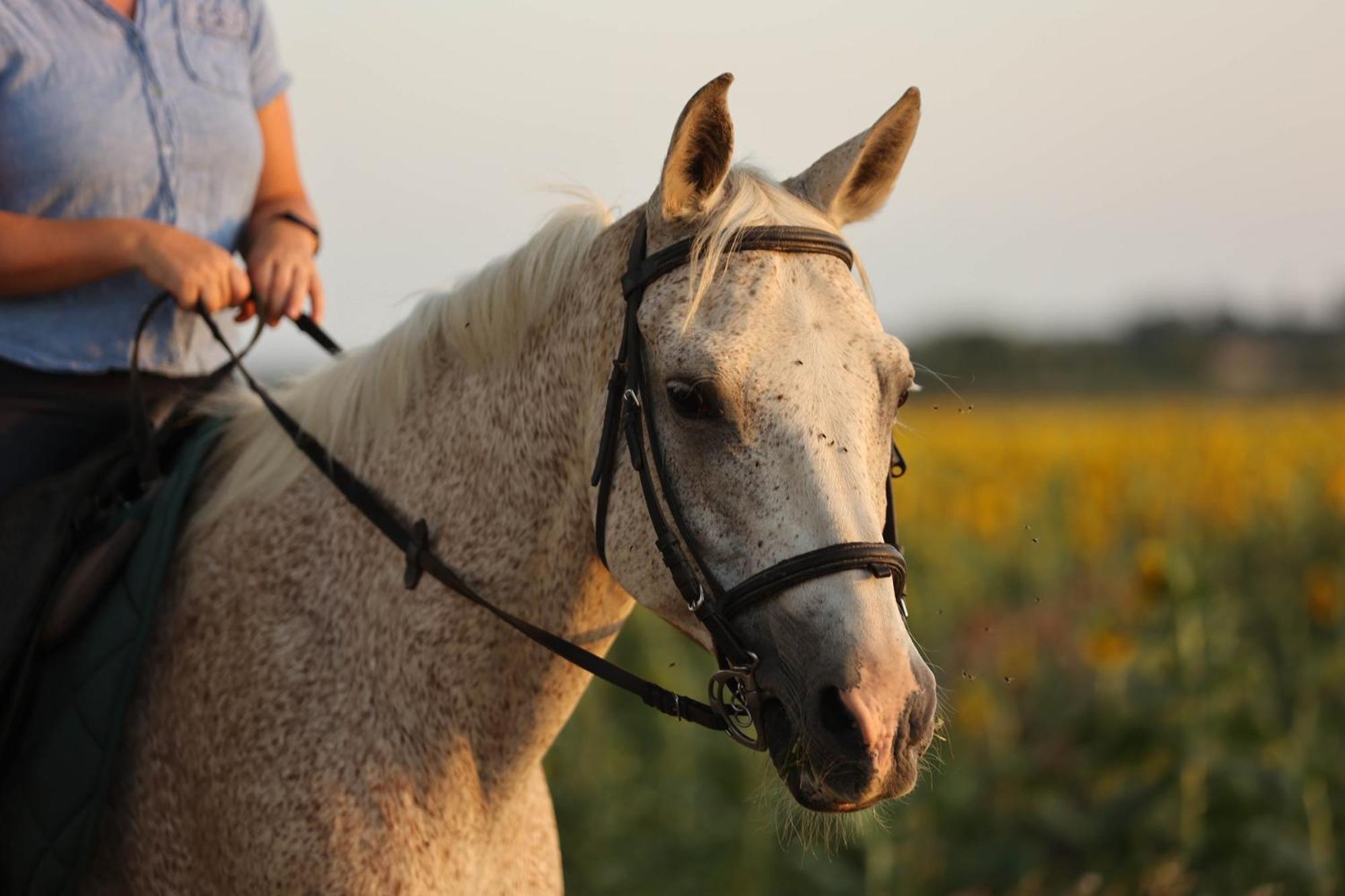 Apartment Cal Robusto, In Masia With Horses *