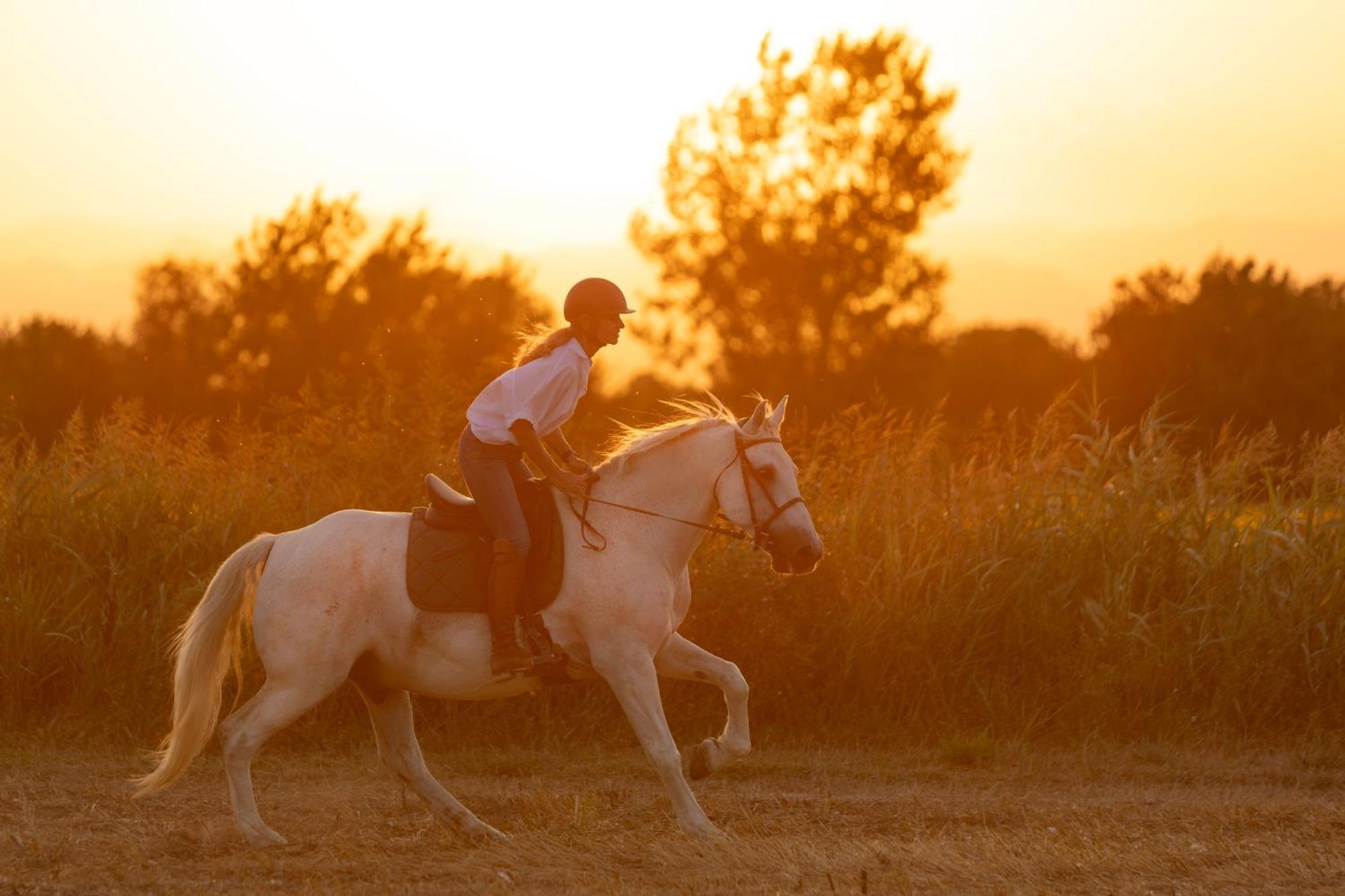 Cal Robusto, In Masia With Horses Apartment *