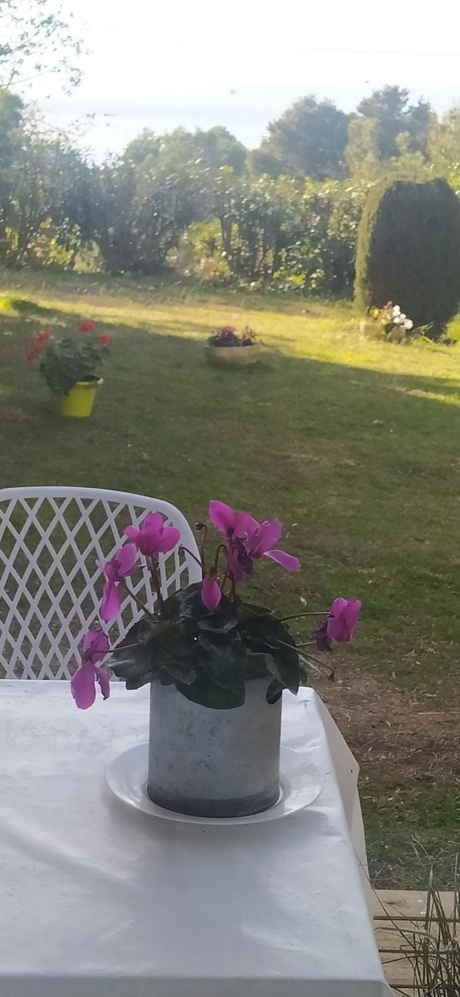 Loft Garden Sea Roses