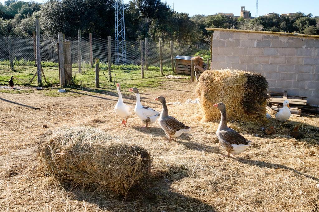 Country house Barnosell - Els Masos D'en Coll