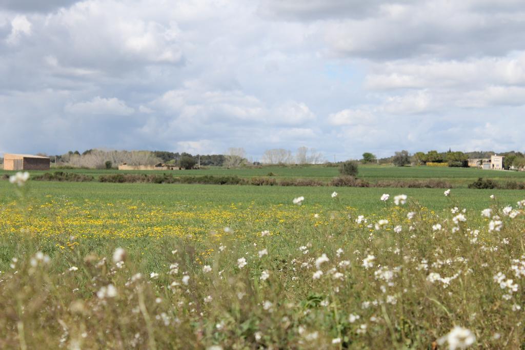 L'essencia De L'emporda -girona- * Verges