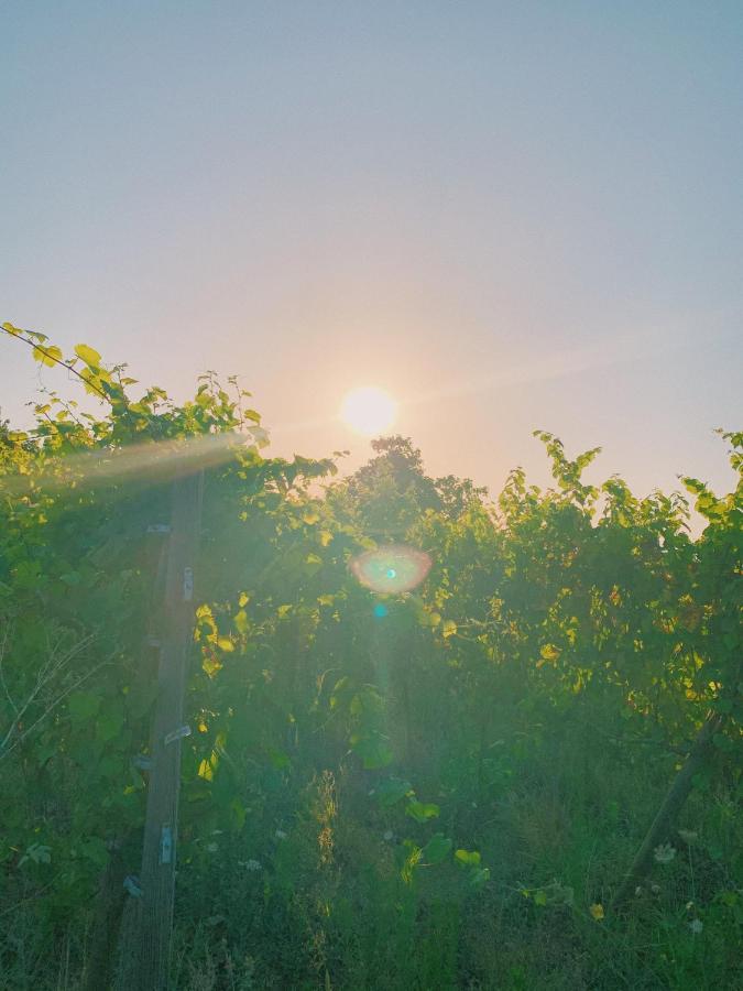Hotel Can Bufi - Hotel & Winery Llagostera